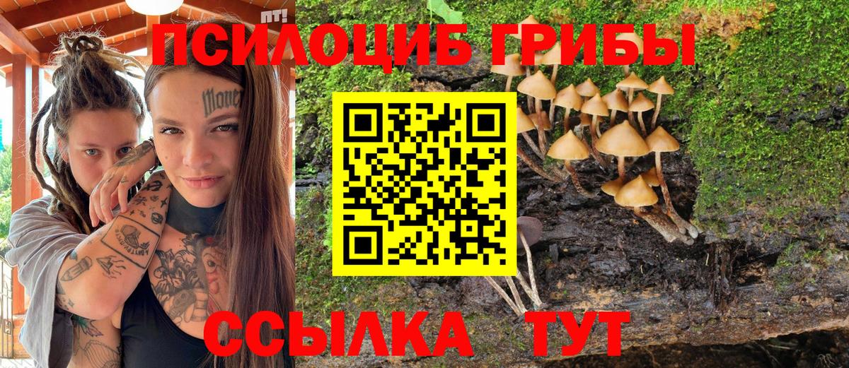 Псилоцибиновые грибы Cubensis Боровичи